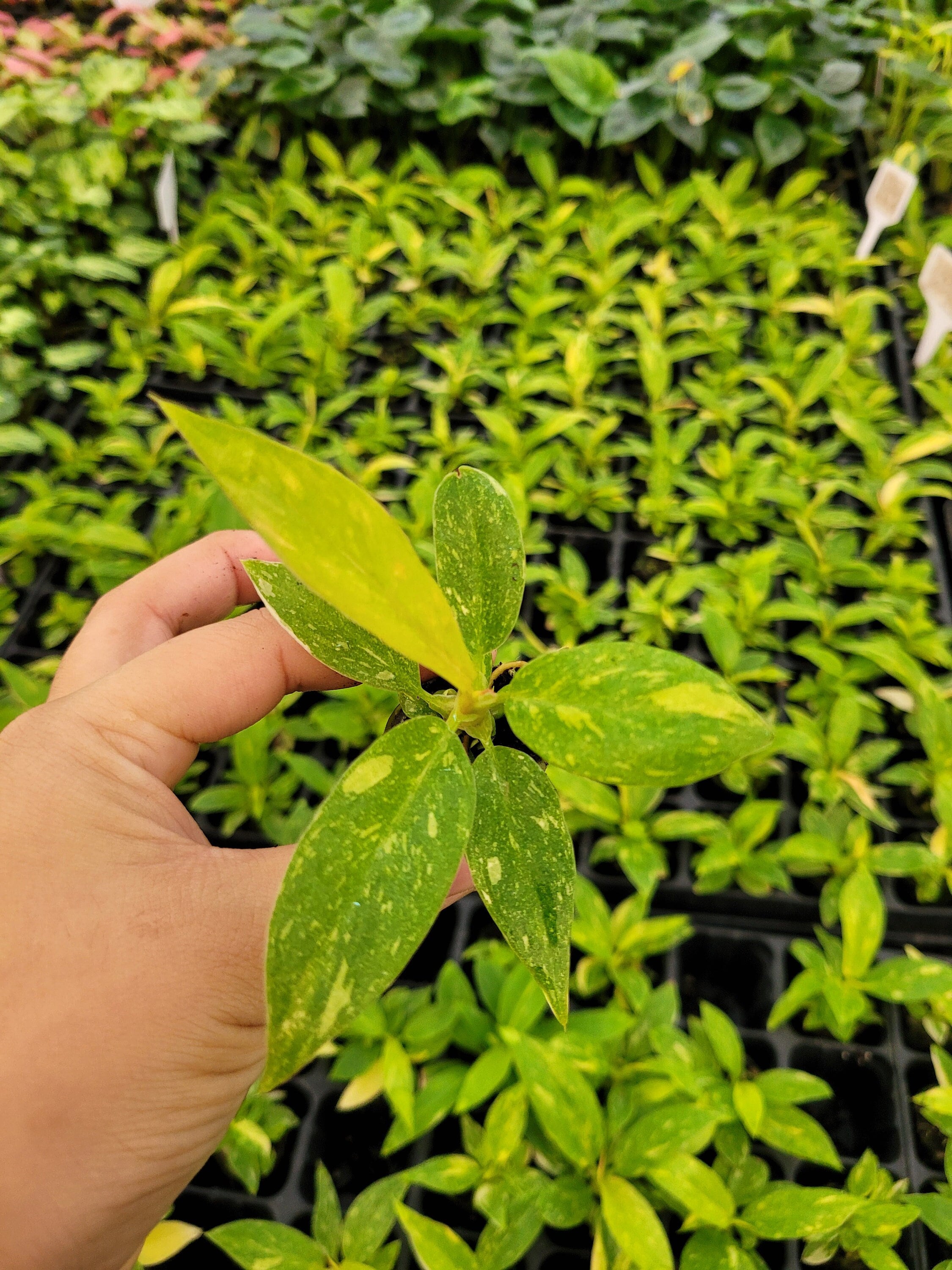 Baby/4" Philodendron Narrow Ring Of Fire